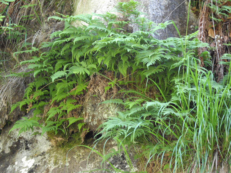 Phegopteris connectilis dans un sous-bois frais des Pyrénées